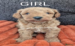 Australian Labradoodle dogs for sale: Miniature Australian labradoodles  - Image 6