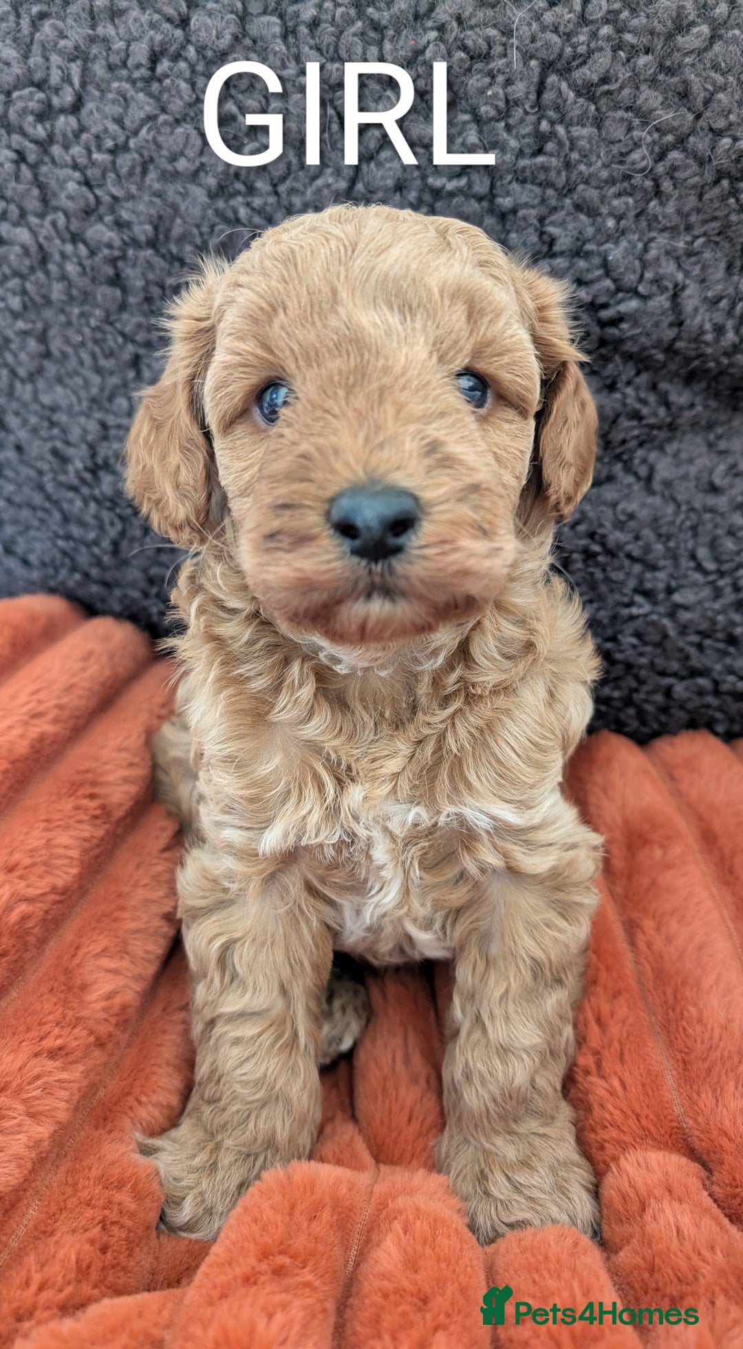Australian Labradoodle dogs for sale: Miniature Australian labradoodles  - Image 6