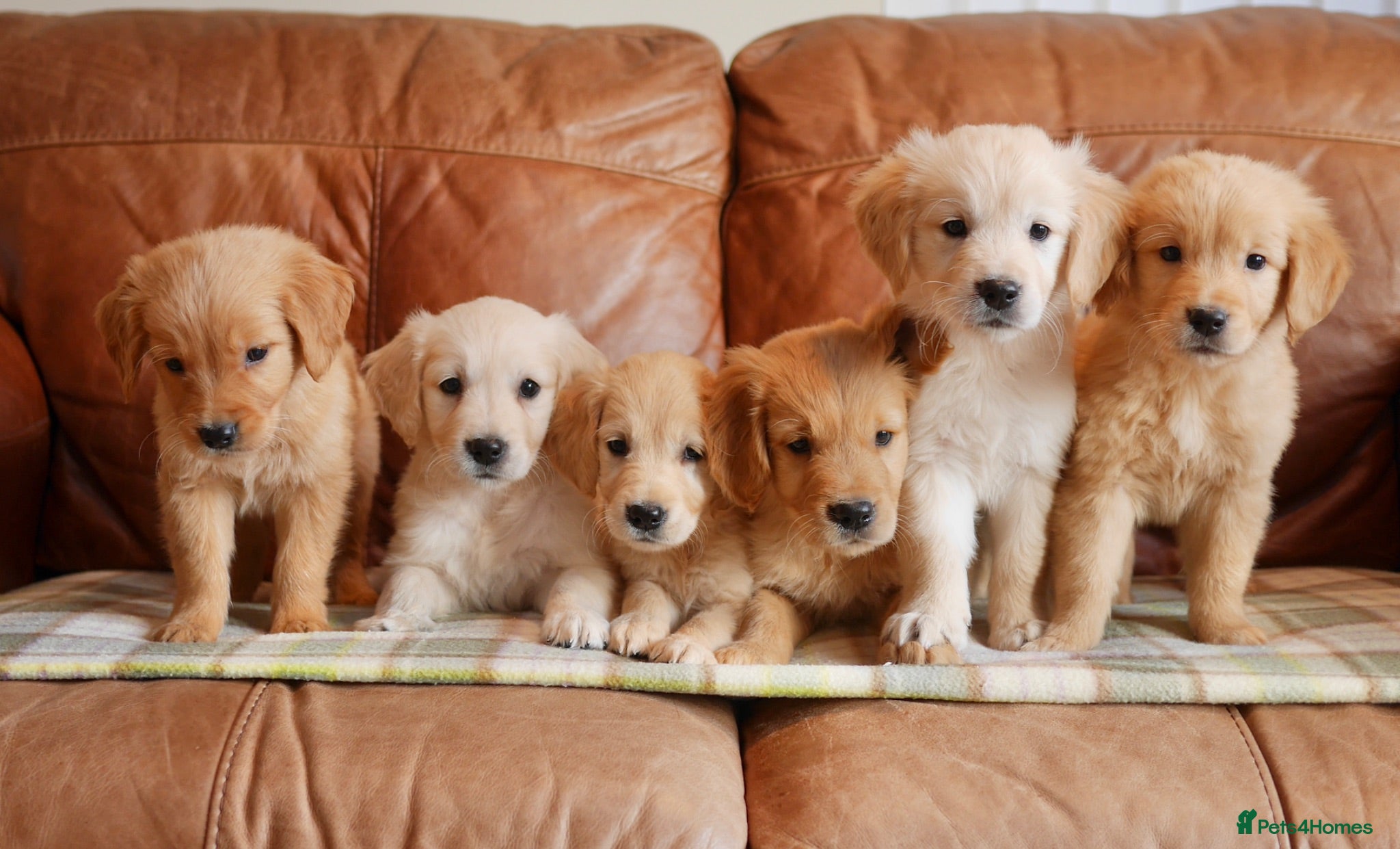 Golden Retriever dogs Quality Health Tested Golden Retriever Puppies - Advert 1