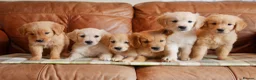 Golden Retriever dogs for sale: Quality Health Tested Golden Retriever Puppies - Advert 1