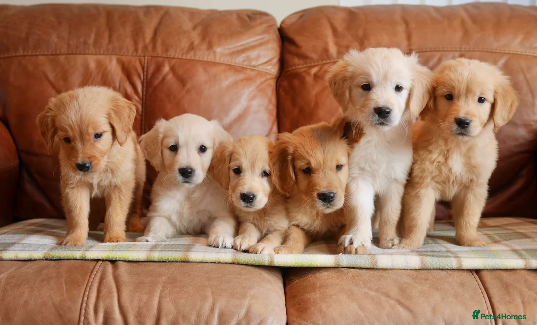Golden Retriever dogs for sale: Quality Health Tested Golden Retriever Puppies - Advert 1