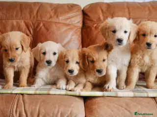Golden Retriever dogs for sale: Quality Health Tested Golden Retriever Puppies - Advert 2