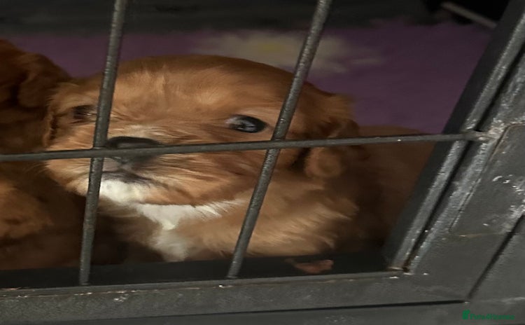 Cavapoo dogs - Advert 7