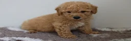 Cavapoo dogs for sale: Cavapoo Puppies  - Advert 25
