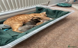 Domestic Shorthair cats for sale: 2 Ginger males 2 calico female 1 tabby female - Image 12