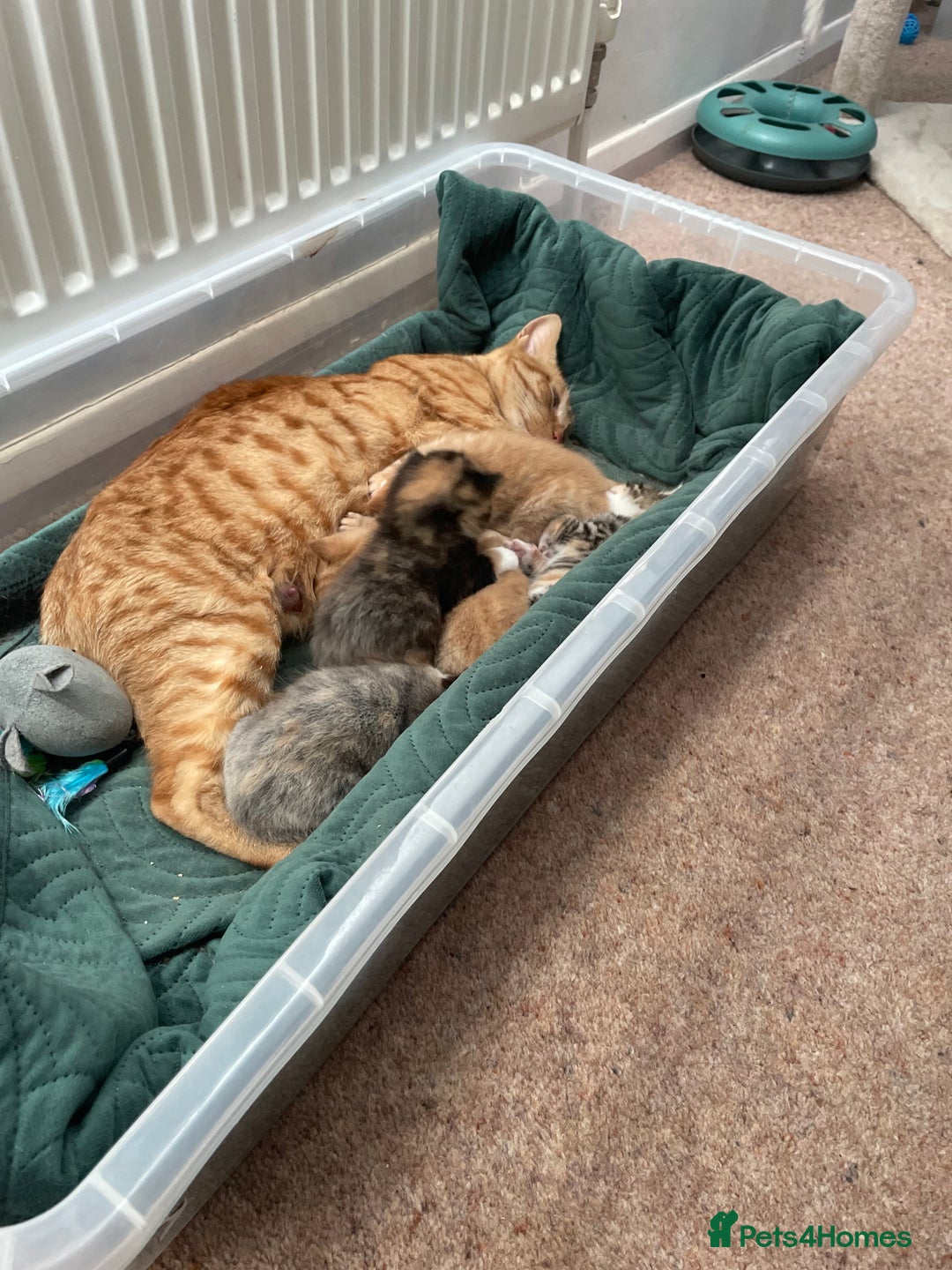 Domestic Shorthair cats for sale: 2 Ginger males 2 calico female 1 tabby female - Image 12