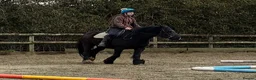 Riding pony horses for sale: Star 13.1hh Black Cob Gelding 8 years old in Leighton Buzzard - Advert 2