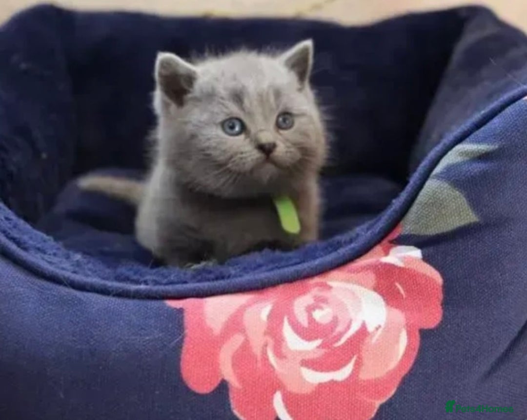 British Shorthair cats for stud: 💙 Rare cinnamon fawn blue studs East Midlands 💙 in Derby - Image 8