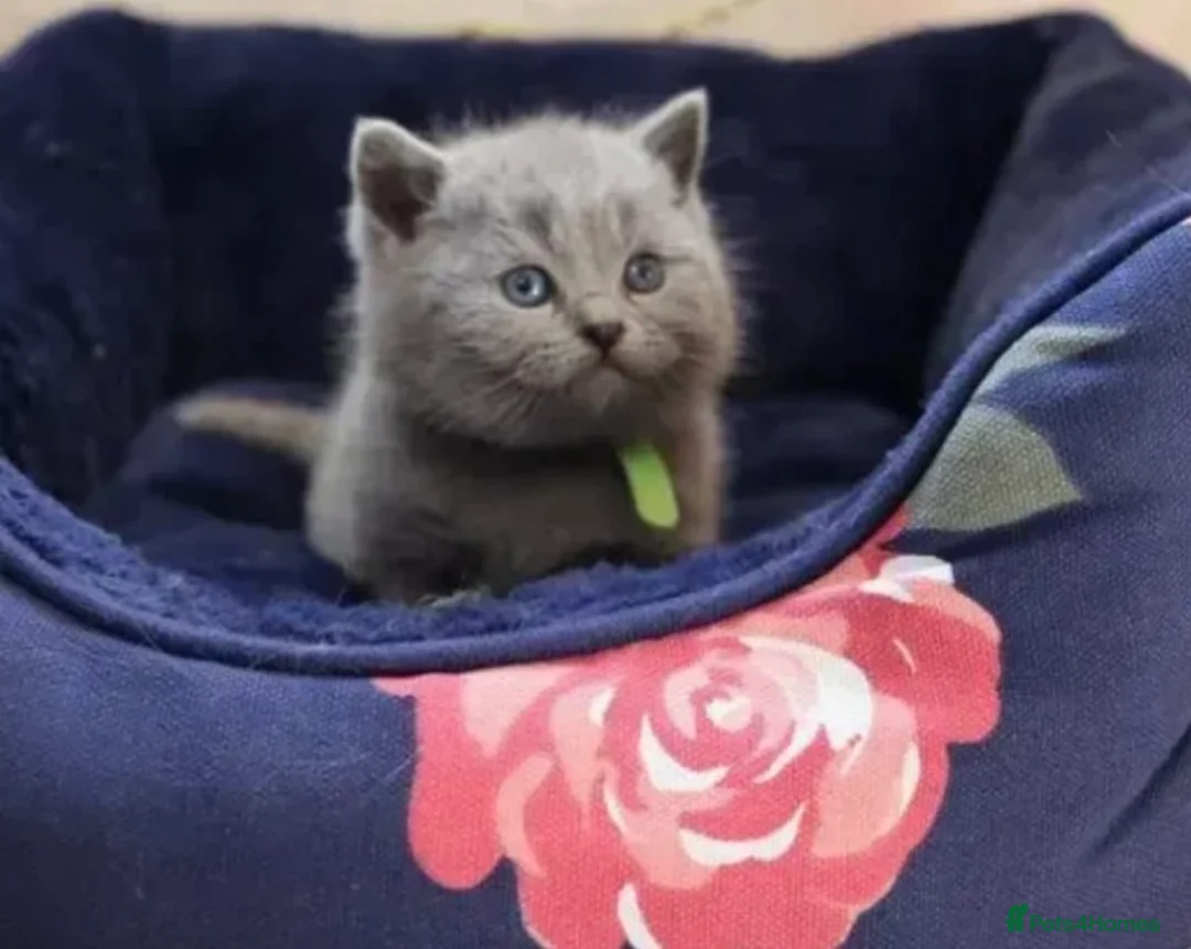 British Shorthair cats for stud: 💙 Rare cinnamon fawn blue studs East Midlands 💙 in Derby - Advert 8