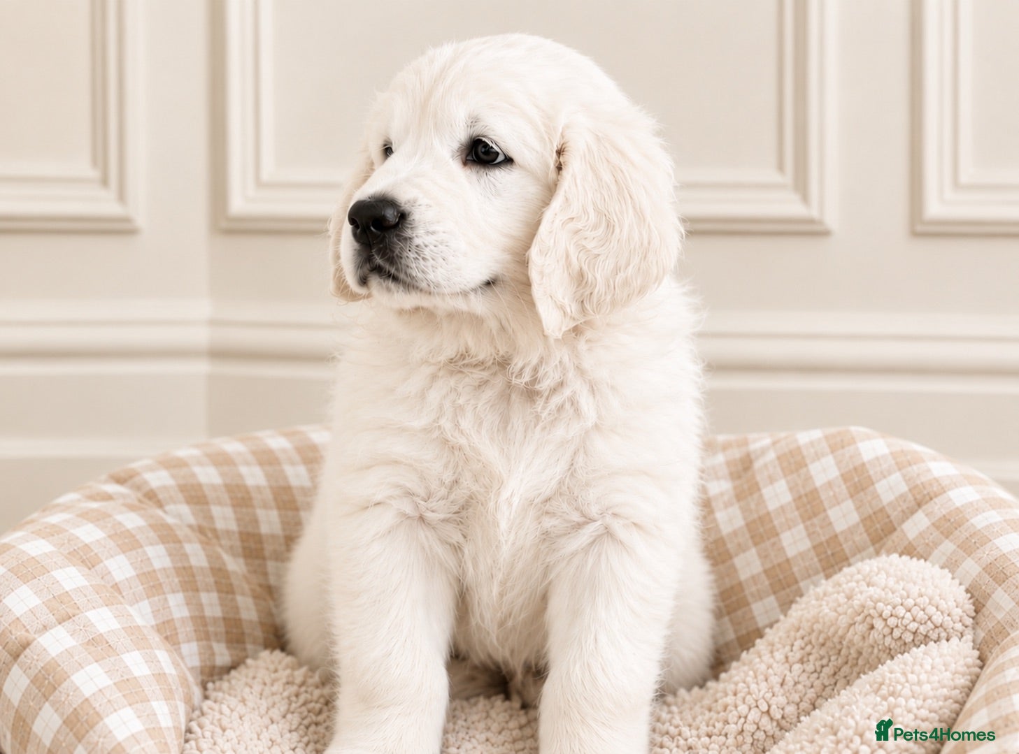 Golden Retriever dogs 🏆 GRAND CHAMPION LINES ~ RAISED IN HOME  💙 - Advert 1