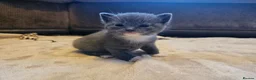 British Shorthair cats for sale: Beautiful British Shorthair Kittens  - Advert 15