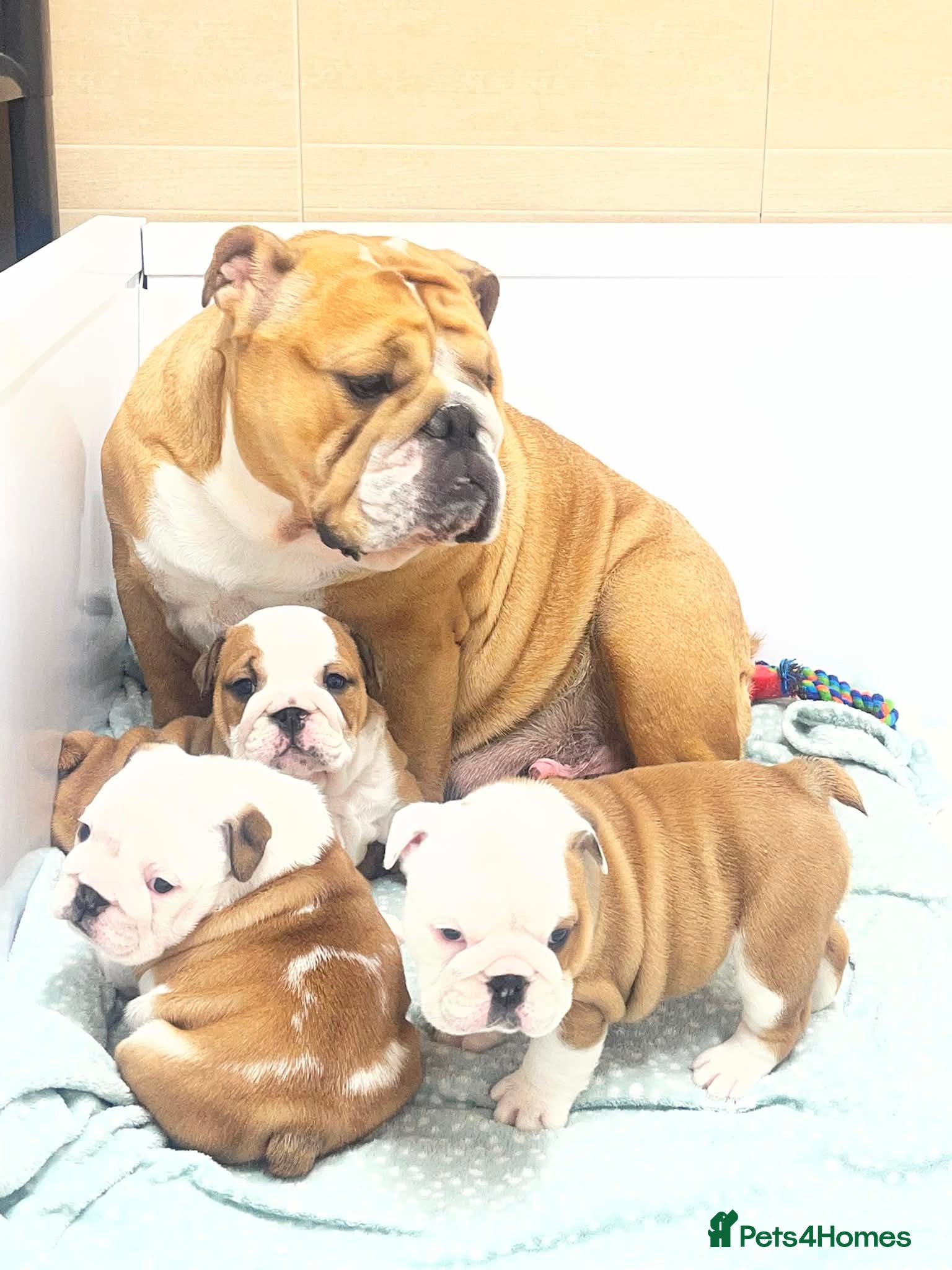 English Bulldog dogs 3 Female KC British Bulldog puppies for sale - Advert 1