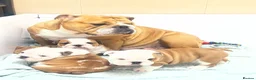 English Bulldog dogs for sale: 3 Female KC British Bulldog puppies for sale - Advert 1