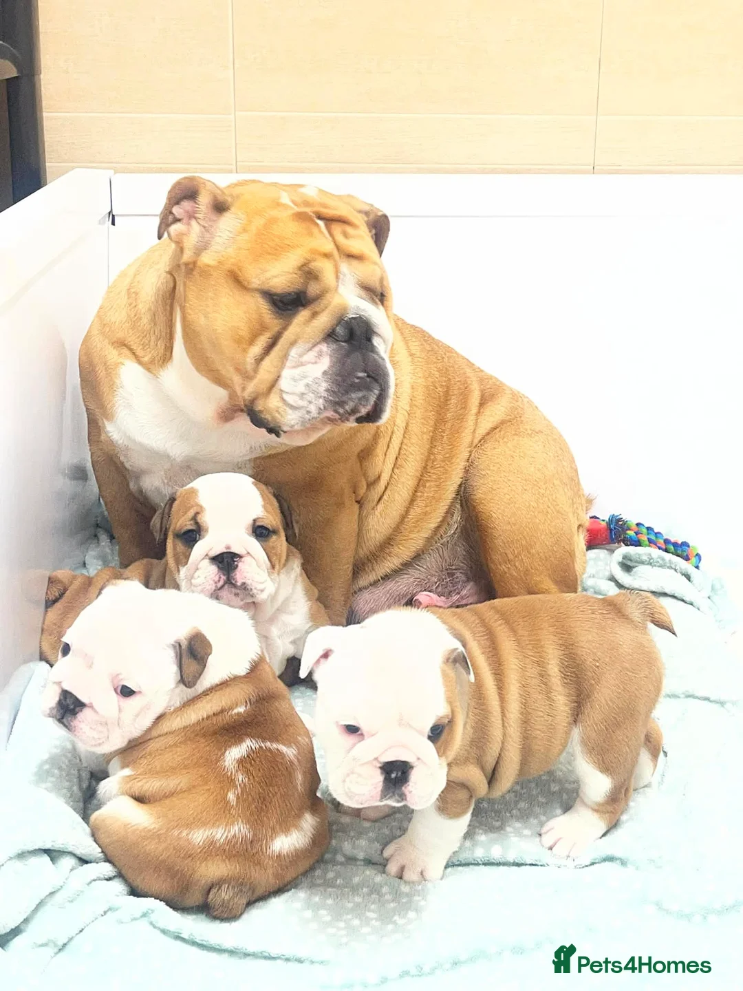 English Bulldog dogs for sale: 3 Female KC British Bulldog puppies for sale - Advert 1