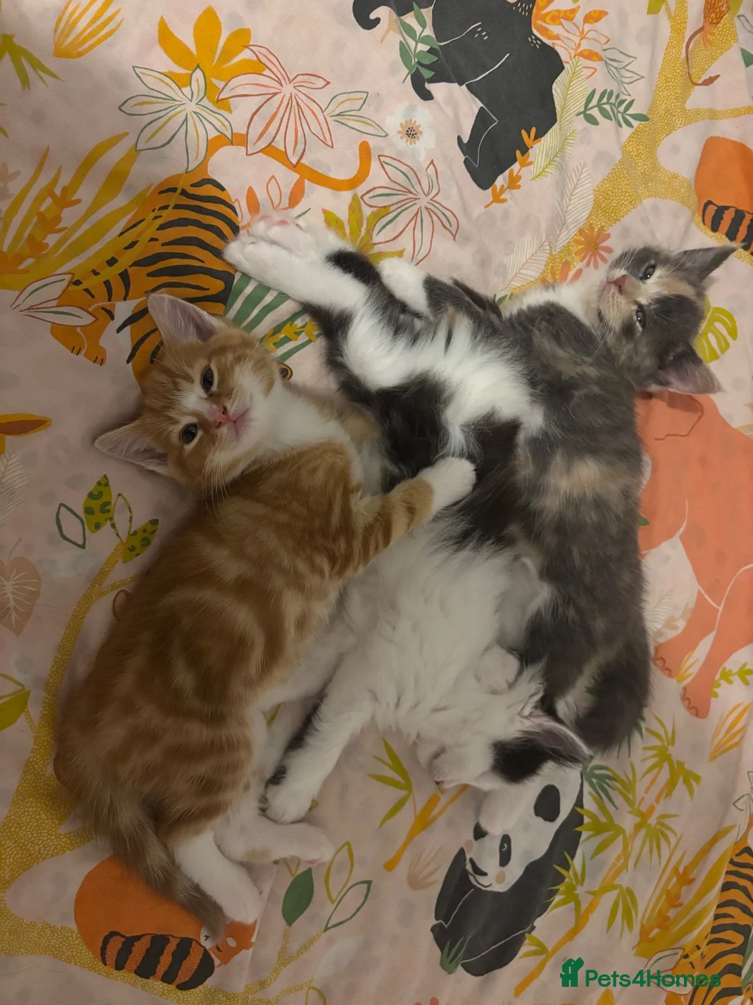 Mixed Breed cats for sale: Blue and cream tortie female kitten  - Advert 5