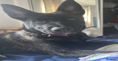 Belgian Shepherd Dog dogs - Advert 4
