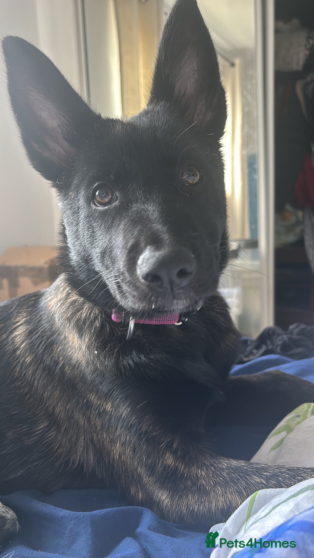 Belgian Shepherd Dog dogs for sale: Bonnie, 7 month old Belgian Malinois  - Image 2