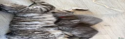 Maine Coon cats for sale: Mainecoon x in Wakefield - Advert 1