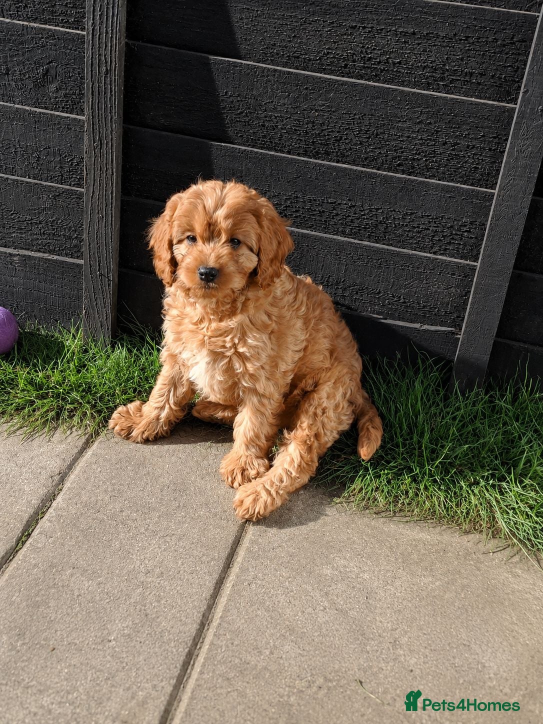 Cavapoo dogs for sale:  F1 Cavapoo 1Boy Available ready now 💚 - Advert 2
