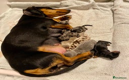 Miniature Dachshund dogs for stud: KC miniature chocolate dapple stud Proven in Wolverhampton - Image 8
