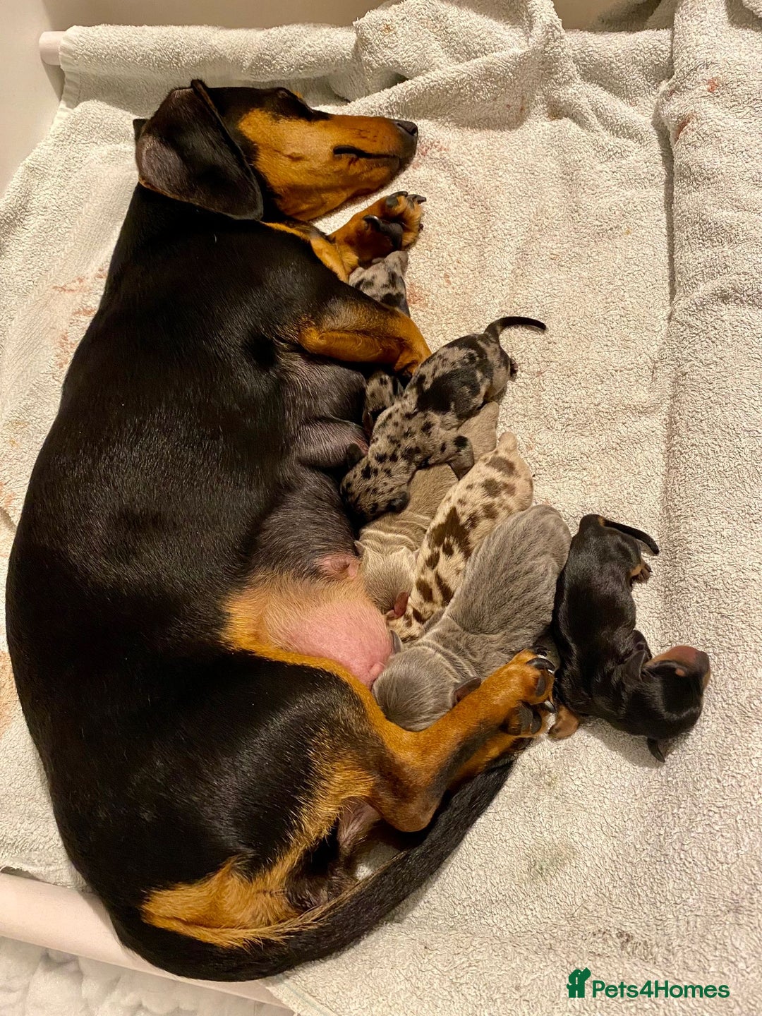 Miniature Dachshund dogs for stud: KC miniature chocolate dapple stud Proven in Wolverhampton - Image 8