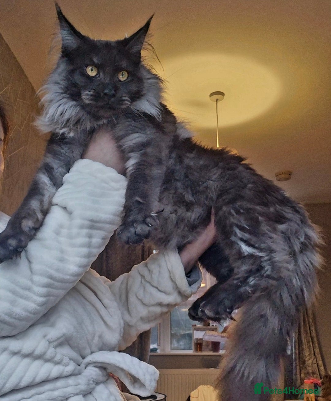 Maine Coon cats for stud: Tica Active Registered Black Smoke MaineCoon Stud in Heckmondwike - Image 2