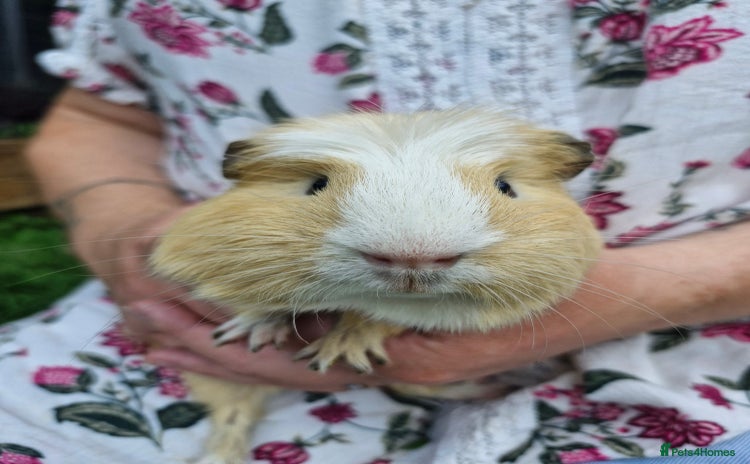 Guinea Pig rodents - Advert 2