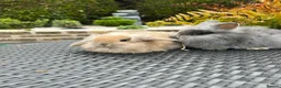 Mini Lop rabbits for sale: mini lops looking for their forever home £70 - Advert 7