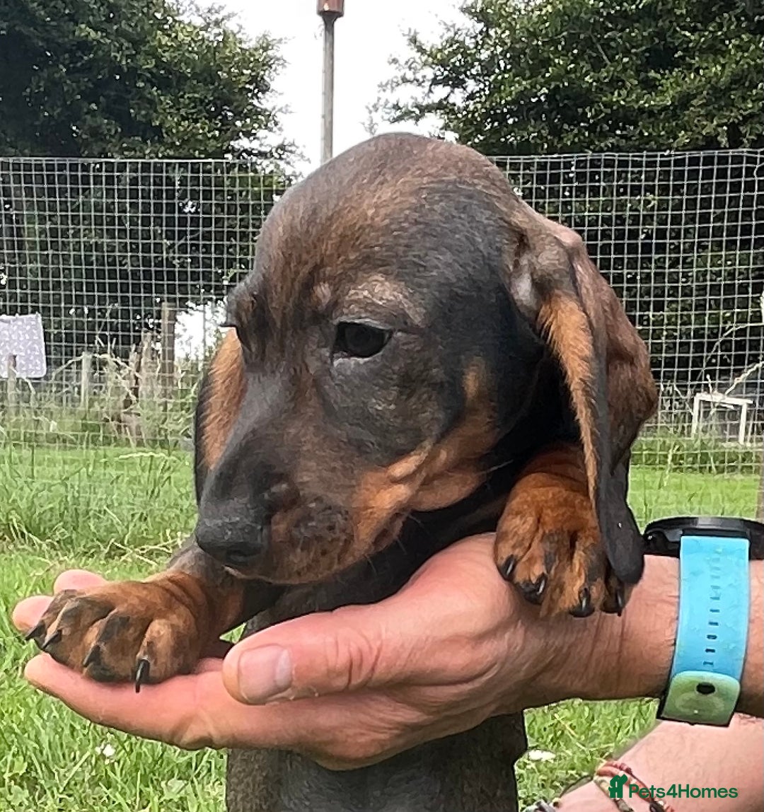 Dachshund dogs for sale: Standard Wire Haired Dachshunds - Image 21