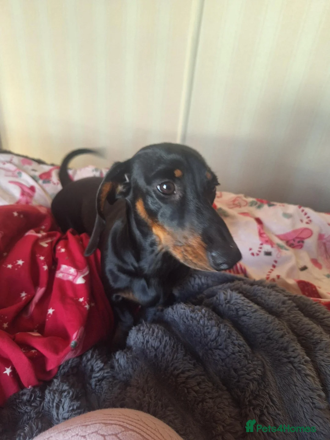 Dachshund dogs for sale: 6 Month Old Dachshound in Cranleigh - Advert 5