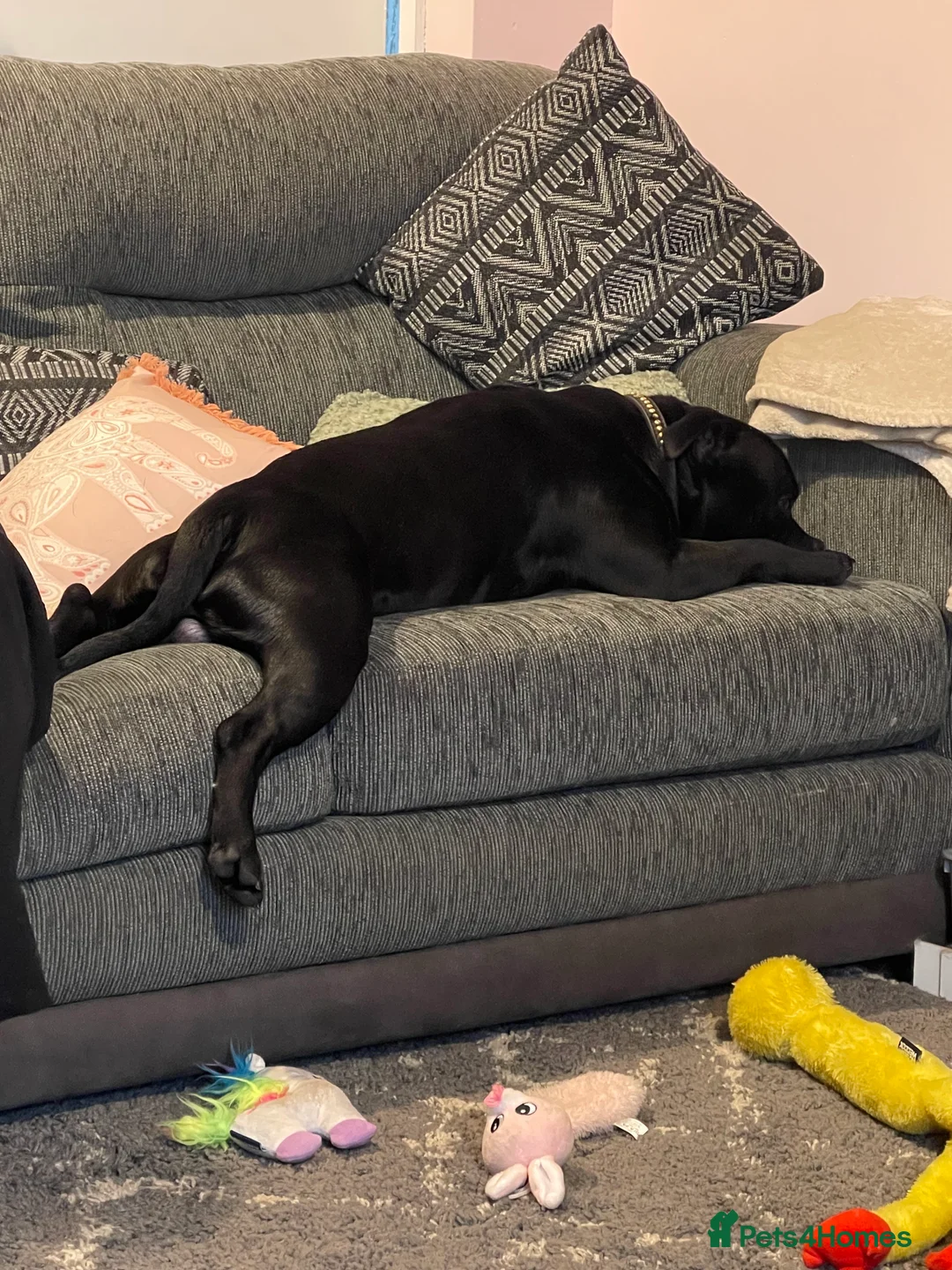 Staffordshire Bull Terrier dogs for stud: THE ONLY VALGLO STUD- VALGLO TOP GUN -BLUE CARRIER in Dudley - Advert 26