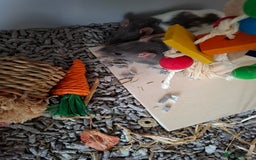 Rat rodents for sale: 2 Female rats +cage  - Image 2