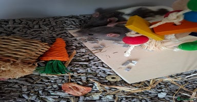 Rat rodents - Advert 3
