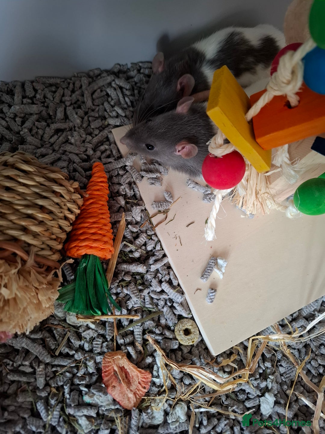 Rat rodents for sale: 2 Female rats +cage  - Image 2