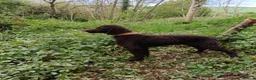 Irish Water Spaniel dogs for sale: Irish water spaniel  in Londonderry - Advert 6