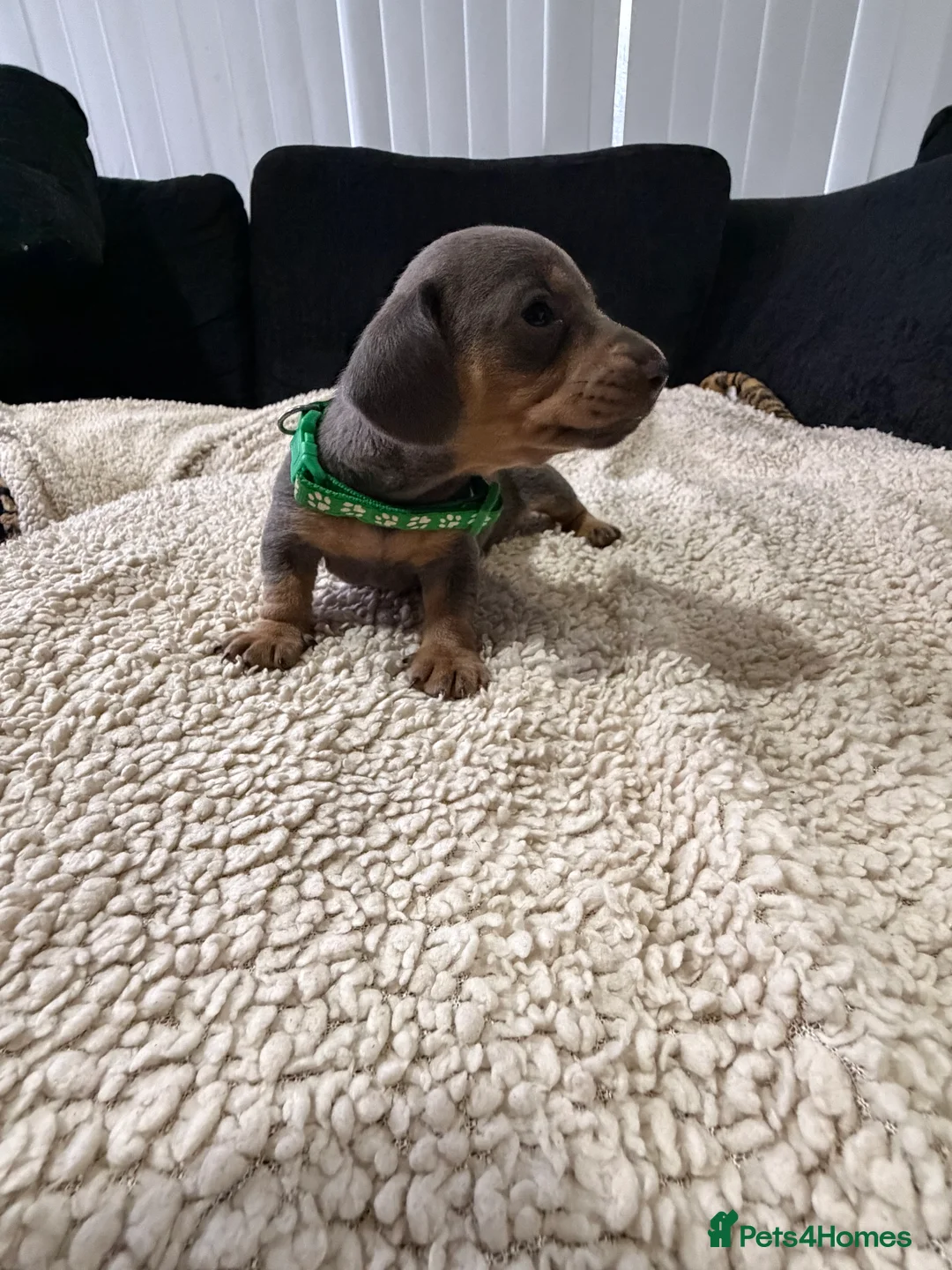 Miniature Dachshund dogs for sale: Miniature Dachshund Puppies - Advert 6