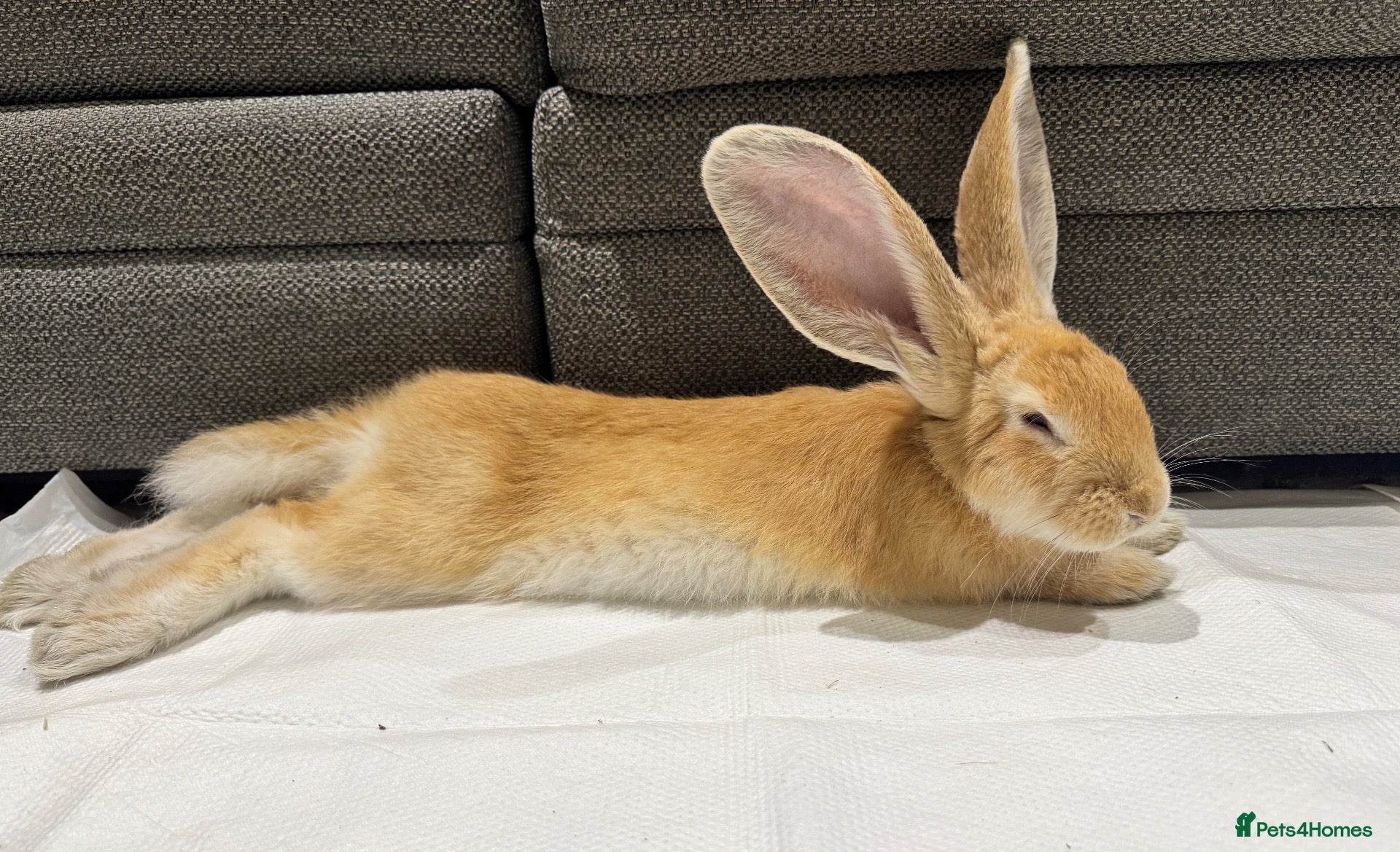 Continental Giant rabbits for sale: Middleton Meadows Giants-Yellow Buck available.  - Advert 2