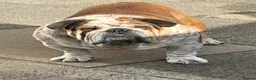 English Bulldog dogs for stud: FOR STUD Stunning male - Advert 4
