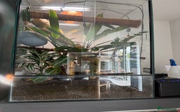 Gecko reptiles for sale: Giant Day Gecko plus bioactive enclosure - Image 3