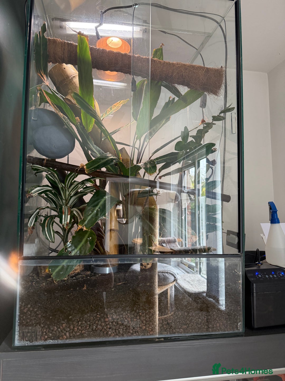 Gecko reptiles for sale: Giant Day Gecko plus bioactive enclosure - Image 3