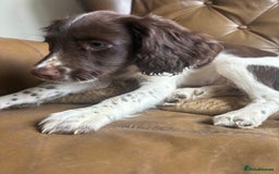 Sprocker dogs for sale: 3 beautiful sprocker pups left - Image 14