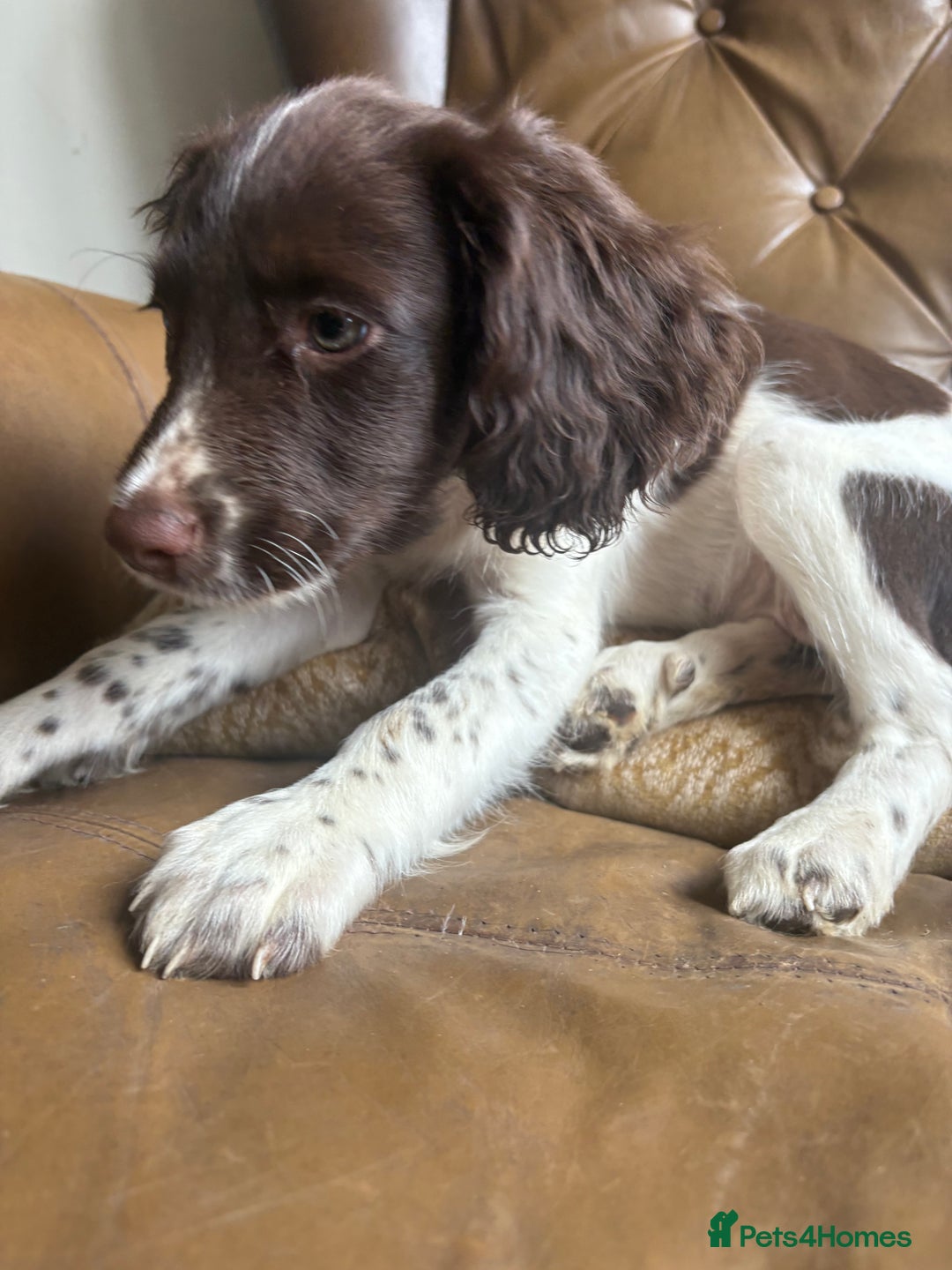Sprocker dogs for sale: 3 beautiful sprocker pups left - Image 14