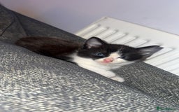 Mixed Breed cats for sale: X 2 black and white female kittens - Image 3