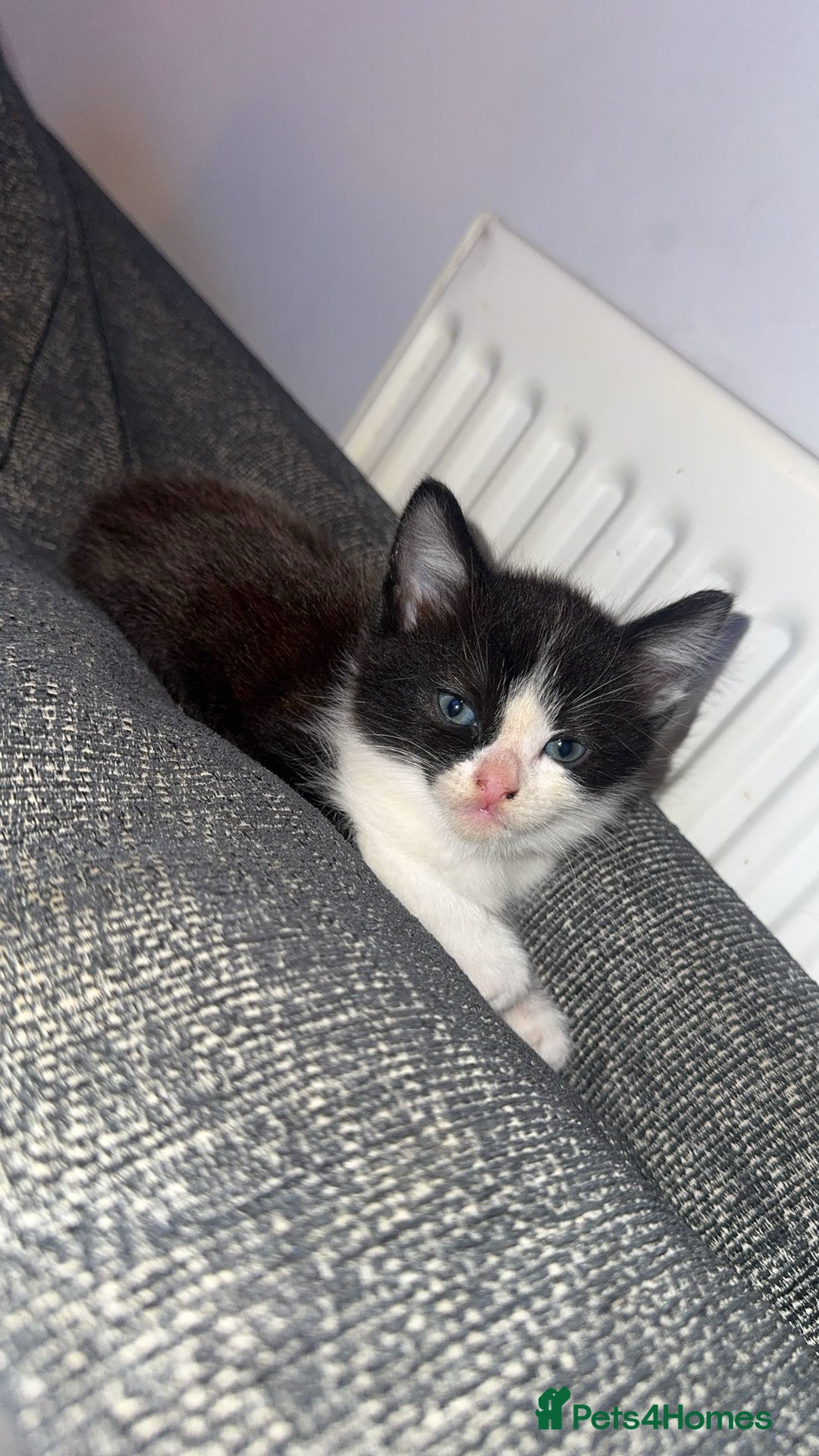 Mixed Breed cats for sale: X 2 black and white female kittens - Image 3