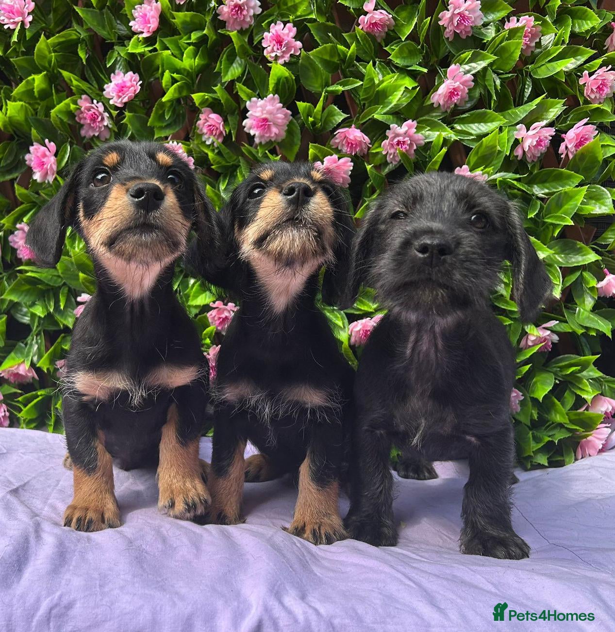 Doxiepoo dogs SCHNOXIES F1 EXTENSIVEY HEALTH TESTED - Advert 2