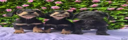 Doxiepoo dogs for sale: SCHNOXIES F1 EXTENSIVEY HEALTH TESTED - Advert 4