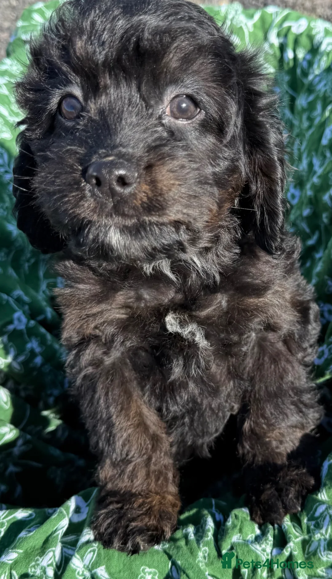 Cavapoo dogs for sale: Cavapoo puppies f1  in Lochgelly - Advert 16