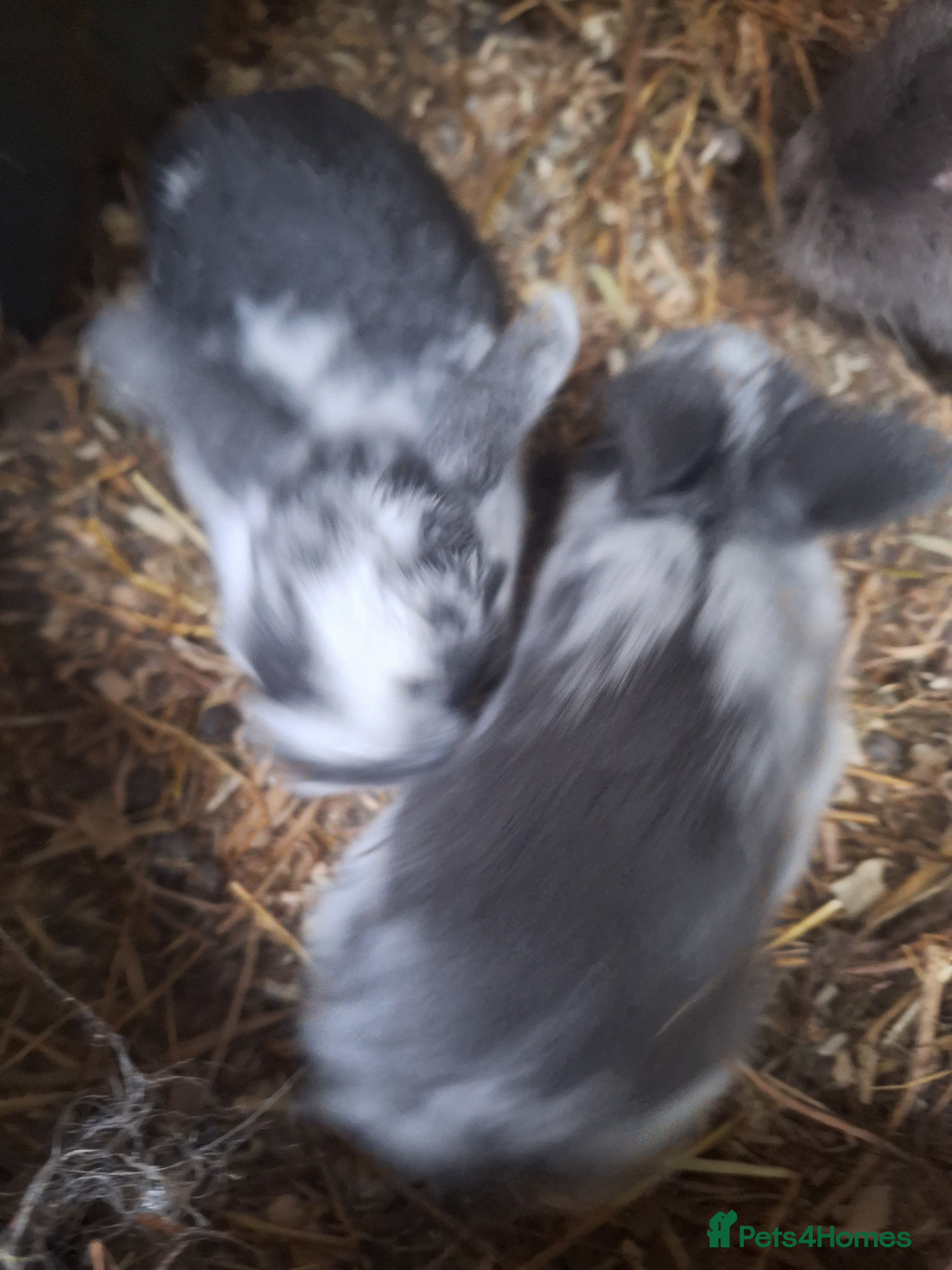 Mini Lop rabbits Beautiful purebred mini lop eared kits  - Advert 18