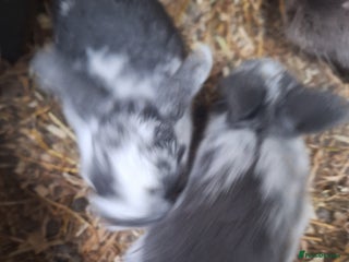 Mini Lop rabbits Beautiful purebred mini lop eared kits - Advert 13