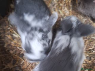 Mini Lop rabbits Beautiful purebred mini lop eared kits - Advert 5
